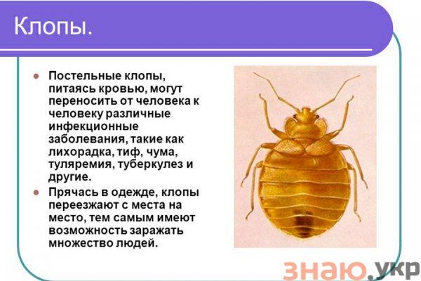 Як захистити себе від клопів?